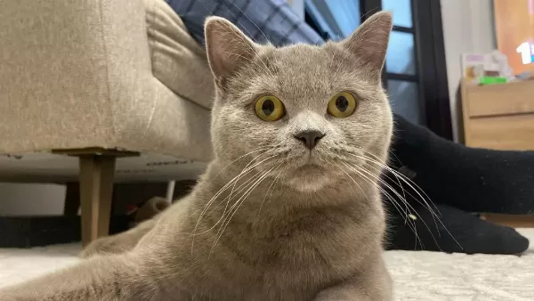 British Shorthair Ücretsiz Yuva Arıyorum