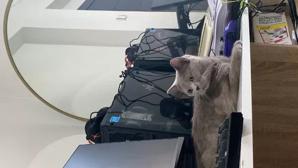 British Shorthair Ücretsiz Yuva Arıyorum