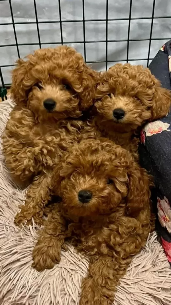 Kore Toy Poodle Yavrular