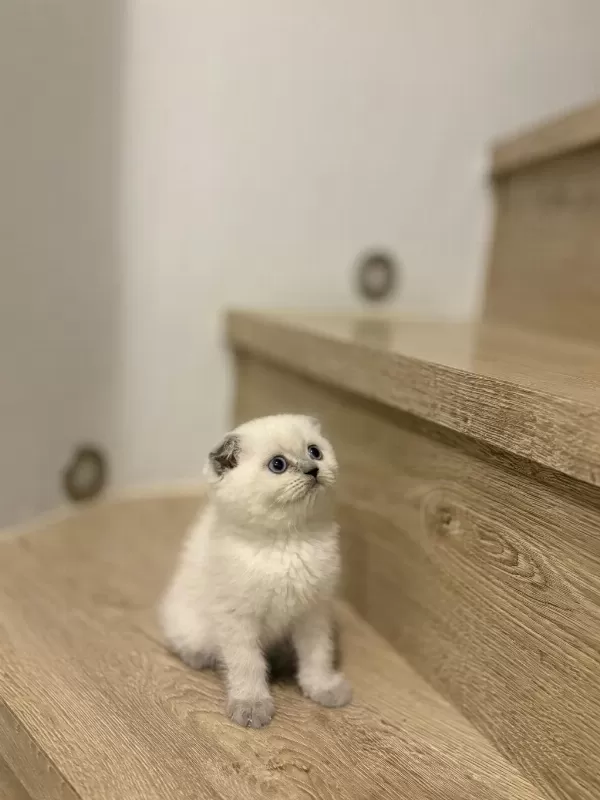 Scottish Fold Blue Point Yavrularim