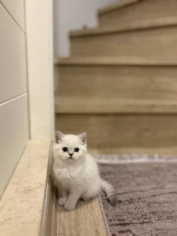British Shorthair Ayi Surat Yavrularim