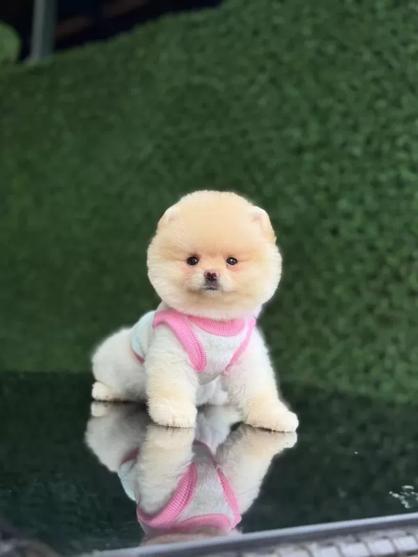 Karbeyaz Pomeranian Boo