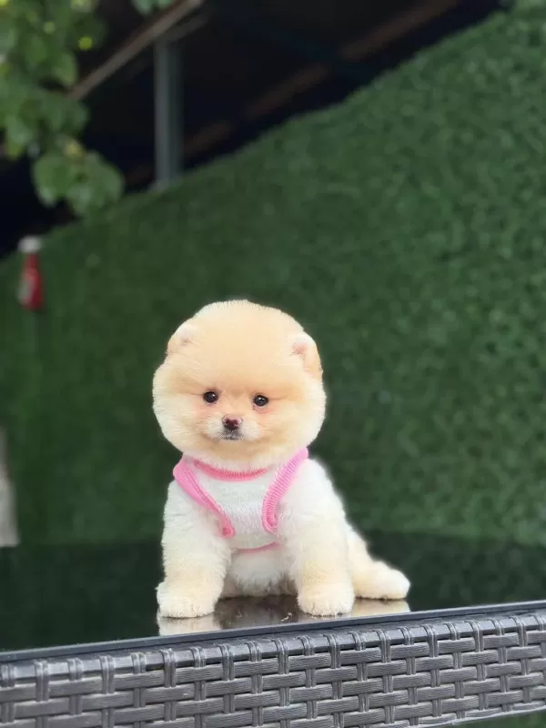 Karbeyaz Pomeranian Boo