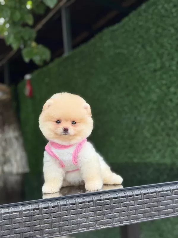 Karbeyaz Pomeranian Boo