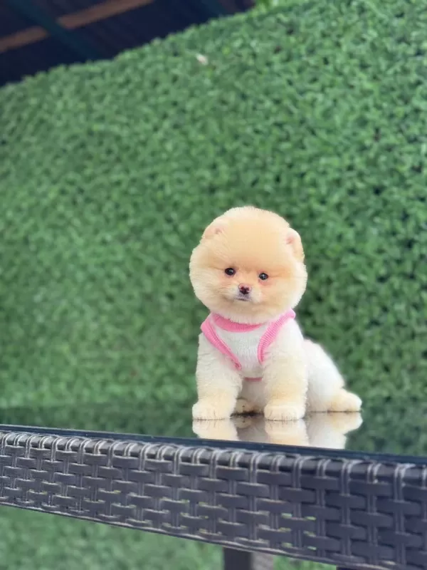 Karbeyaz Pomeranian Boo