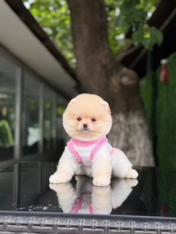Karbeyaz Pomeranian Boo