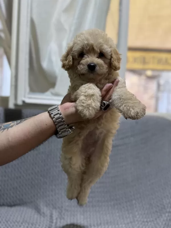 Maltipoo Yavrularımız Kayısı Renk