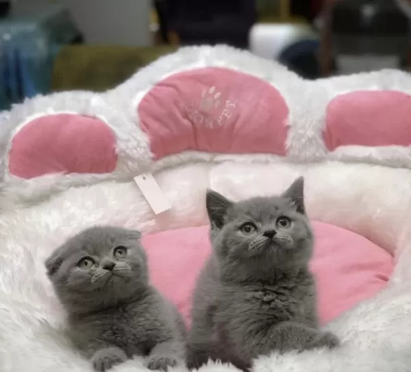 British Shorthair & Scottish Fold Yavrularim