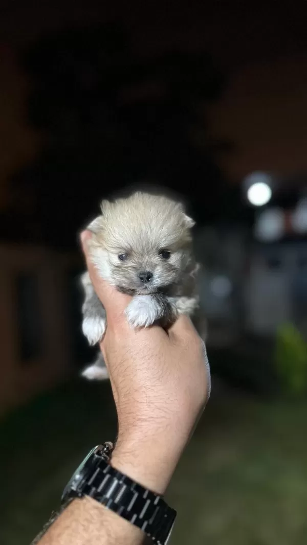 Sağlık Ve İrk Garantili Pomeranian Yavrularımız