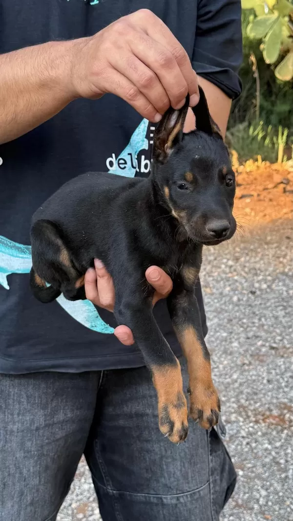 Sağlık Ve İrk Garantili Doberman Yavrularımız