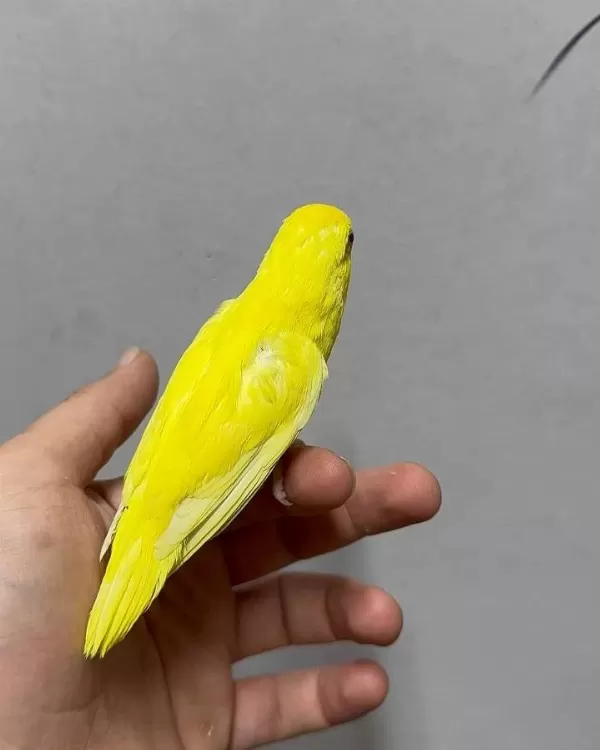 Forpus Yavru Papağanlari Gönderim Sağlanir