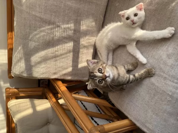 Ücretsiz Sahiplendirme Scottish Fold
