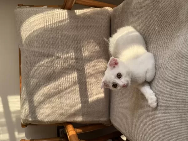 Ücretsiz Sahiplendirme Scottish Fold