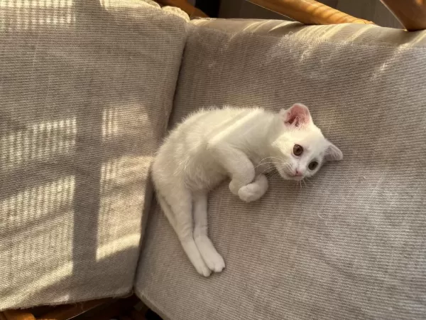 Ücretsiz Sahiplendirme Scottish Fold