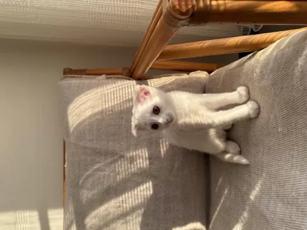 Ücretsiz Sahiplendirme Scottish Fold
