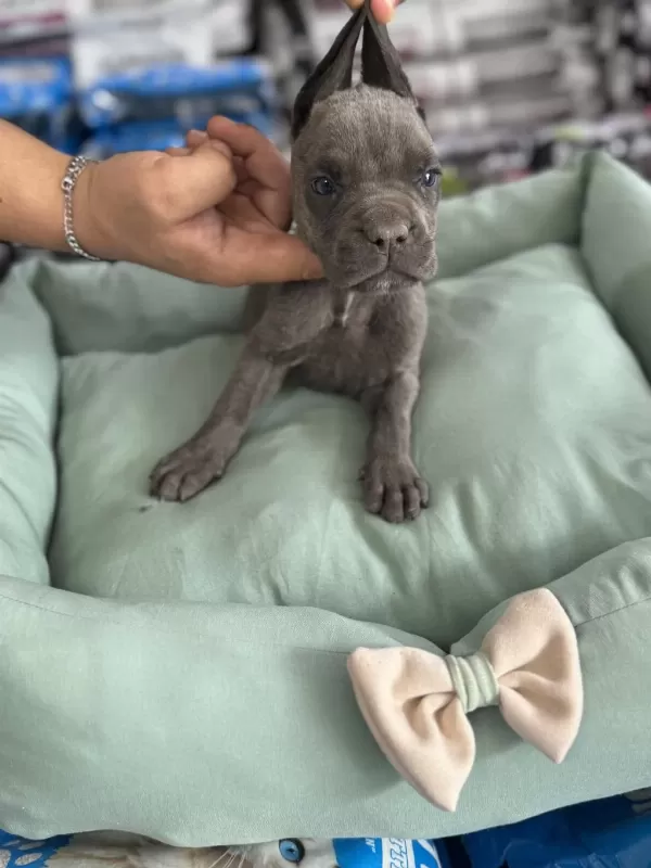 Cane Corso Yavrular Blue Renk