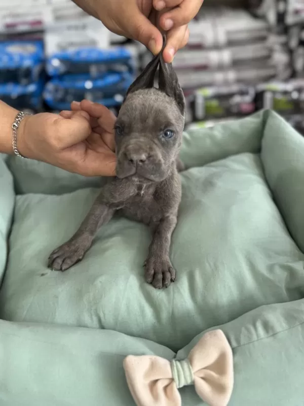 Cane Corso Yavrular Blue Renk