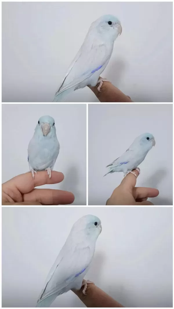 Takım Rainbow Muhabbet Kuşları