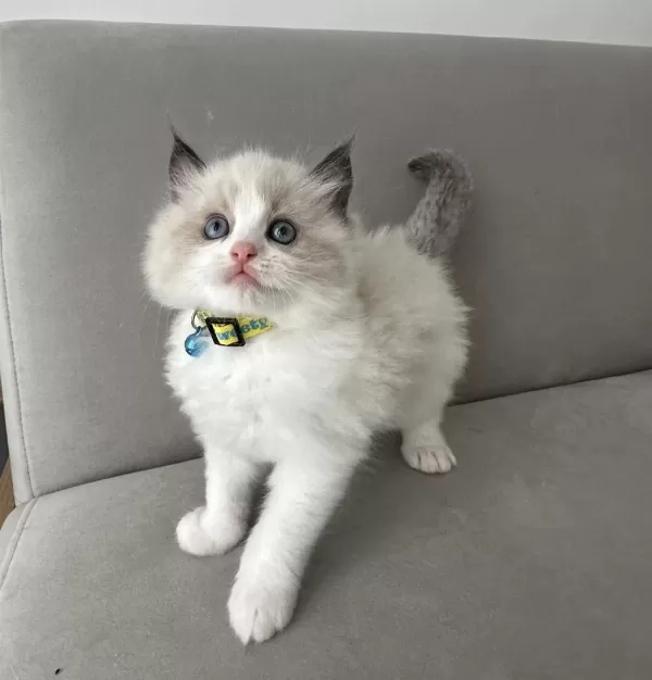 Safkan Ragdoll Dişi Yavru