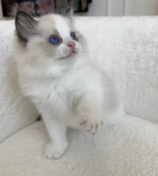 Safkan Ragdoll Dişi Yavru