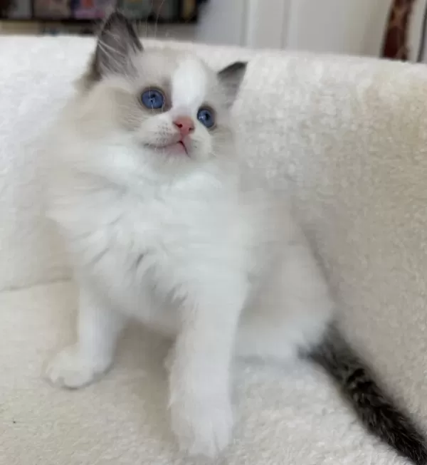 Safkan Ragdoll Dişi Yavru