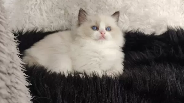 Safkan Ragdoll Dişi Yavru