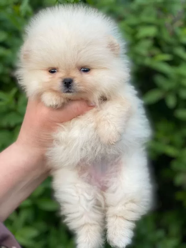 Pomeranian Beyaz Yavrumuz