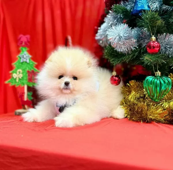 Safkan Pomeranian Boo Yavrularımız