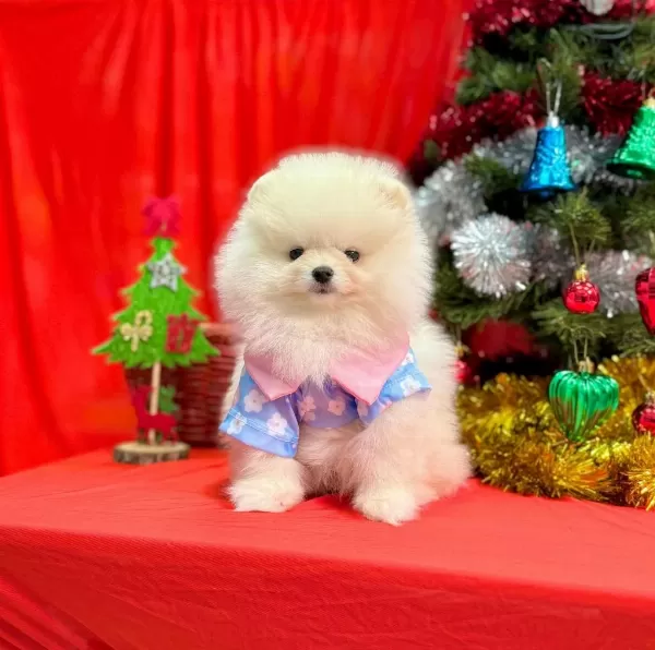 Safkan Pomeranian Boo Yavrularımız