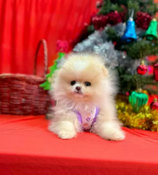 Safkan Pomeranian Boo Yavrularımız