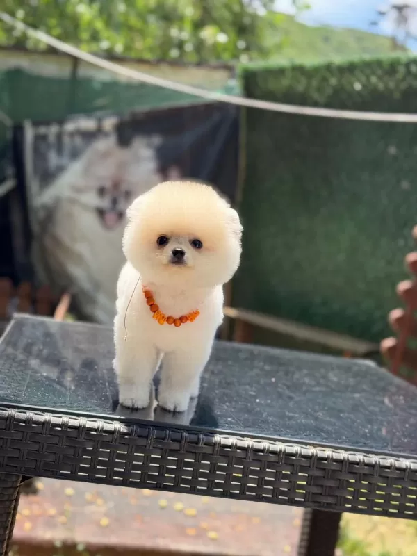 Üst Kalite Pomeranian Boo