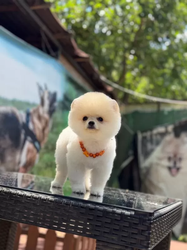Üst Kalite Pomeranian Boo
