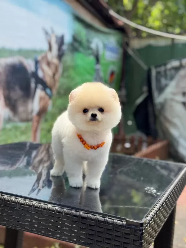 Üst Kalite Pomeranian Boo