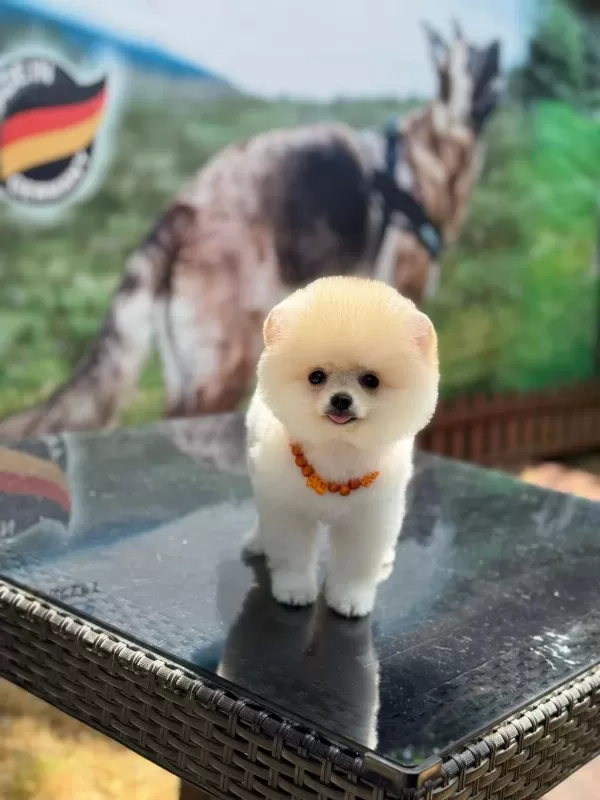 Üst Kalite Pomeranian Boo