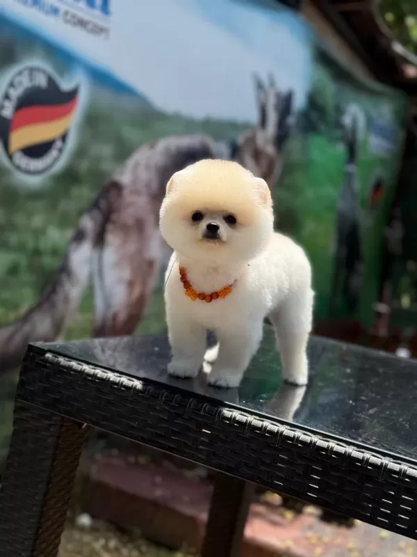 Üst Kalite Pomeranian Boo