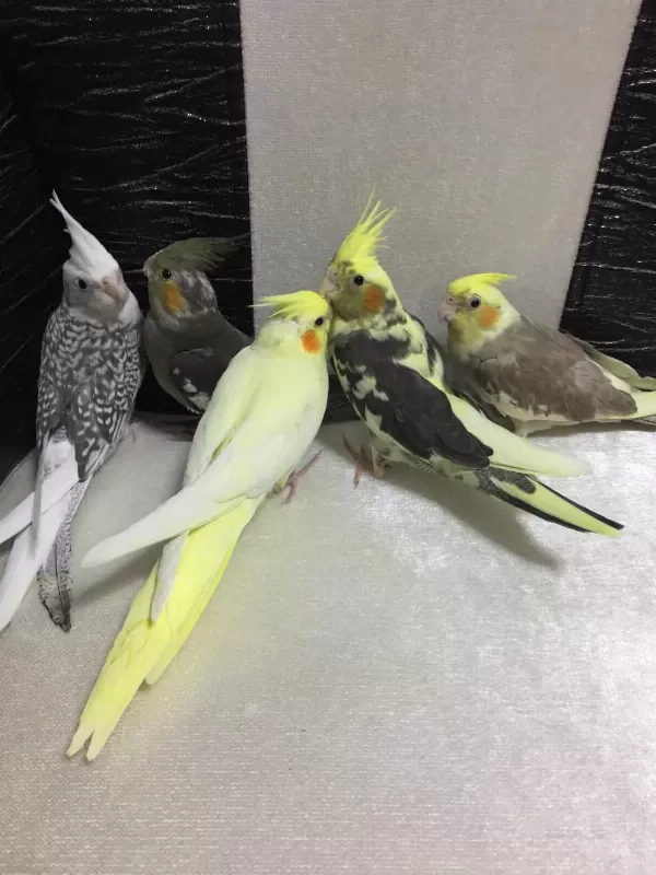 45 Günlük %100 Ev Üretimi Aşili Bebek Sultan Papagan