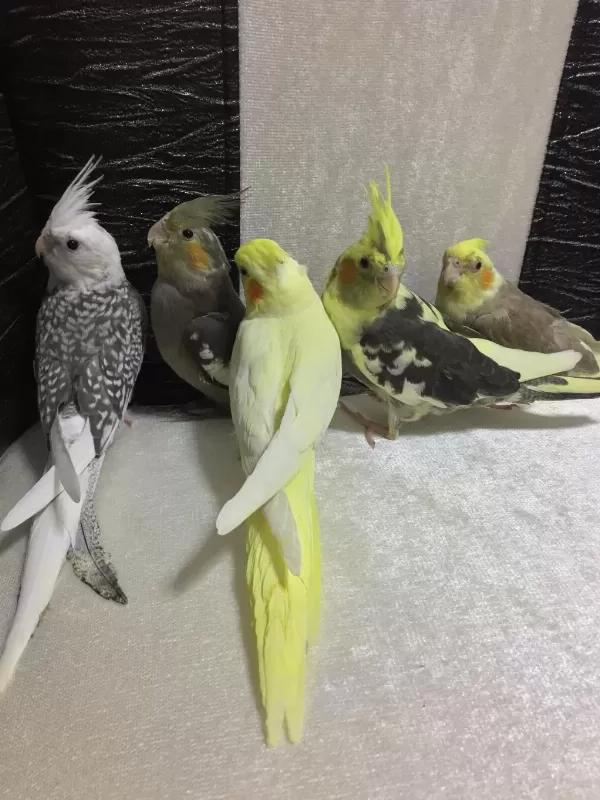 45 Günlük %100 Ev Üretimi Aşili Bebek Sultan Papagan