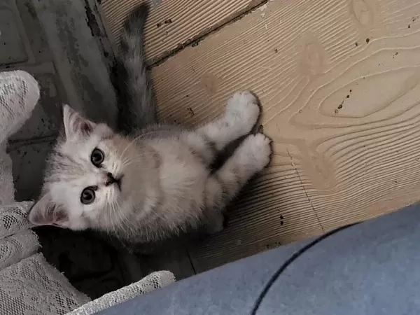 Mükemmel Scottish Fold Bebeklerim