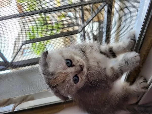Mükemmel Scottish Fold Bebeklerim