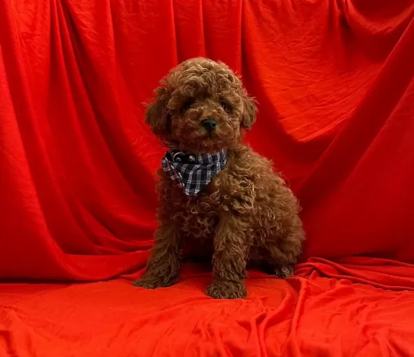 Safkan Toy Poodle Bebekler
