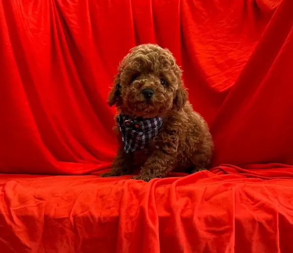 Safkan Toy Poodle Bebekler