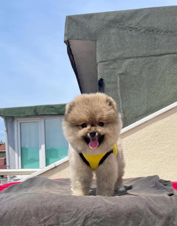 Ayıcık Surat Pomeranian