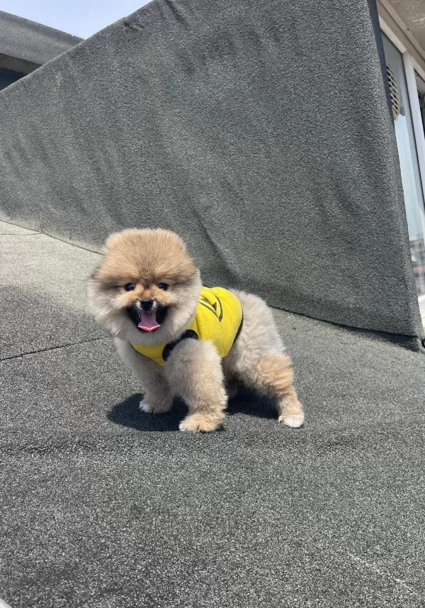 Ayıcık Surat Pomeranian