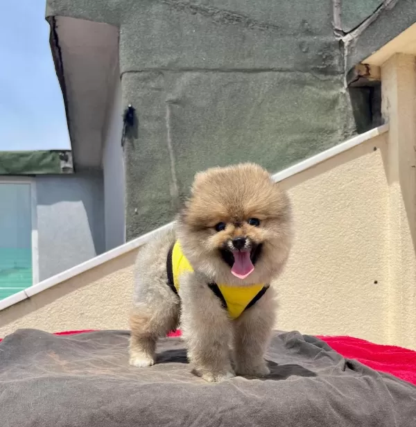 Ayıcık Surat Pomeranian