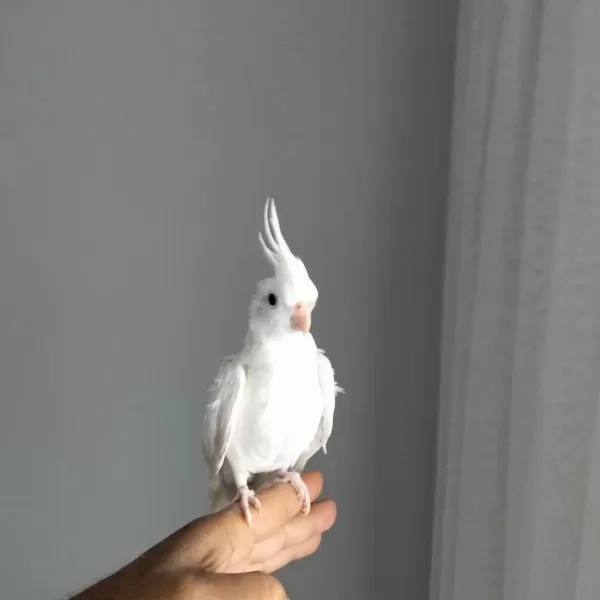90 Günlük Albino Sultan Papağanı