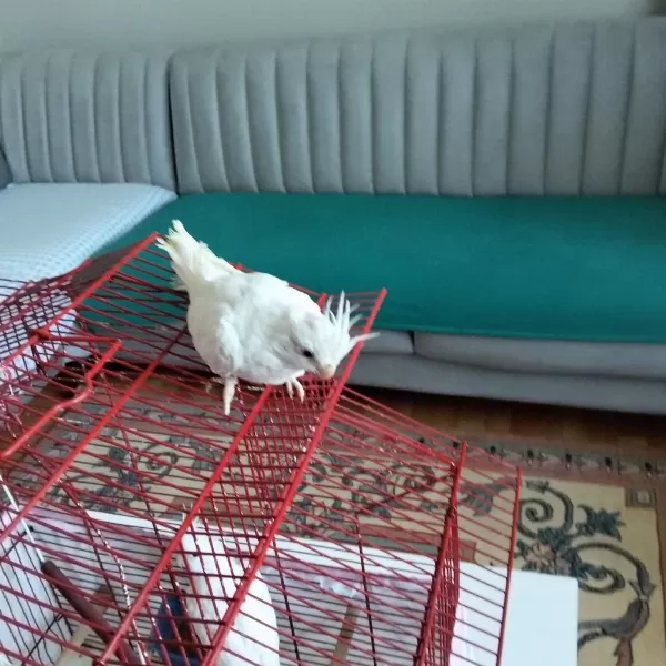 90 Günlük Albino Sultan Papağanı