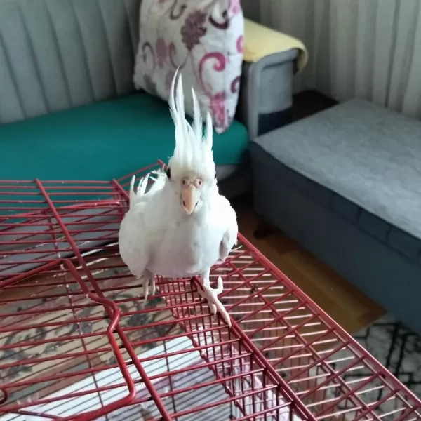 90 Günlük Albino Sultan Papağanı