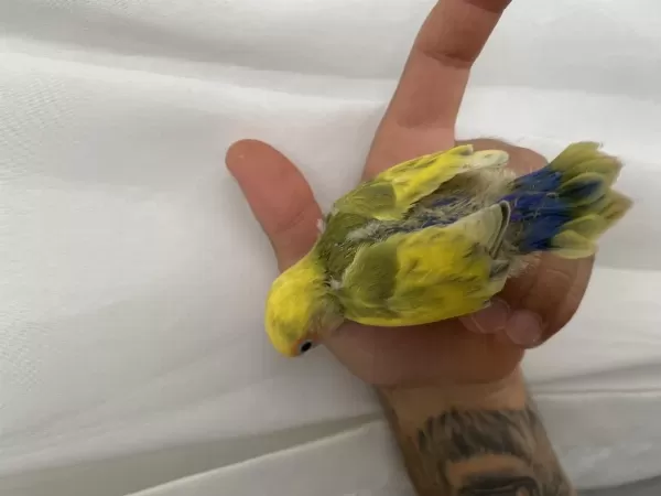 El Besleme Full Evcil Papağanımız