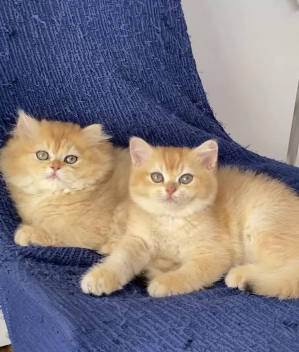 British Golden Ny 12 Ve Black Golden