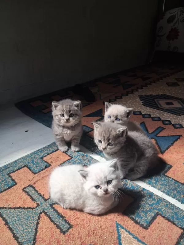 British Shorthair Yavru Kediler